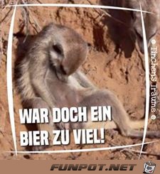 zuviel bier zuviel bier