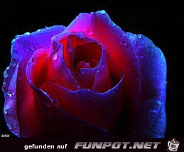 Beleuchtete Rose