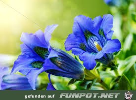 Bergenzian Bergenzian