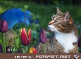 Blumen Buesi Blumen Buesi