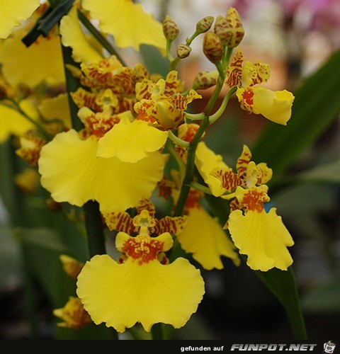 Oncidium-ampliatum Oncidium-ampliatum