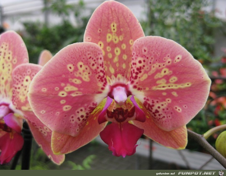 Orchidee Orchidee