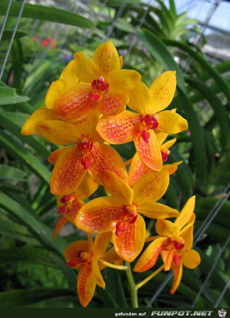 Orchideen Nord Thailand-013