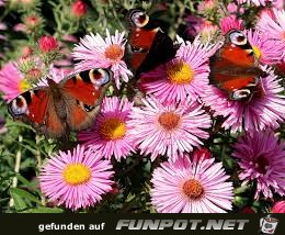 Tagpfauenauge Tagpfauenauge