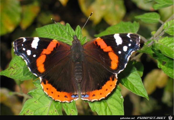 Vanessa atalanta1 Vanessa atalanta1
