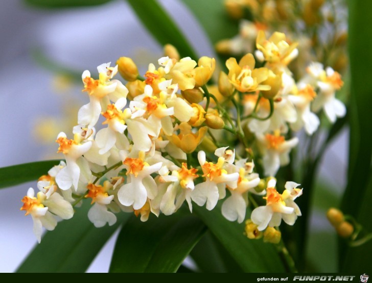 oncidium twinkle jasmin