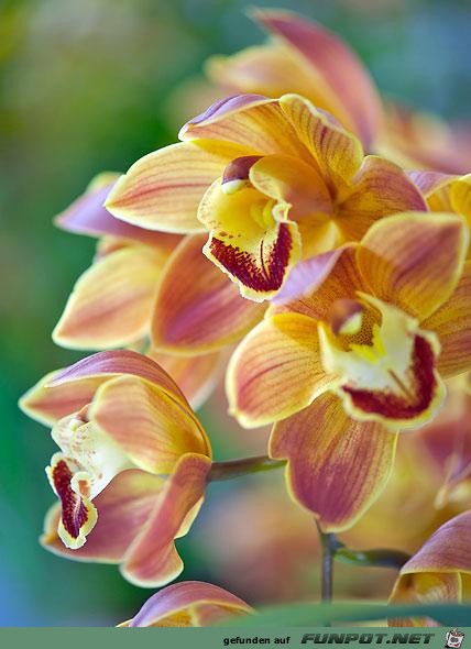 orchideen-cymbidium orchideen-cymbidium