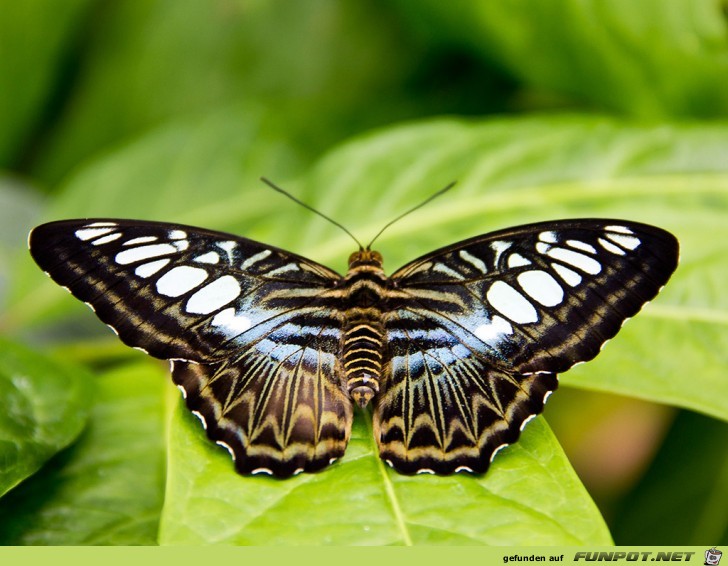 schmetterling