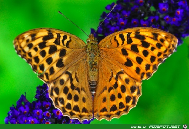 schmetterling9