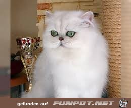 weisse Katze