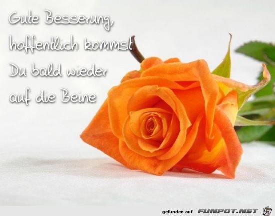 gute Besserung gute Besserung