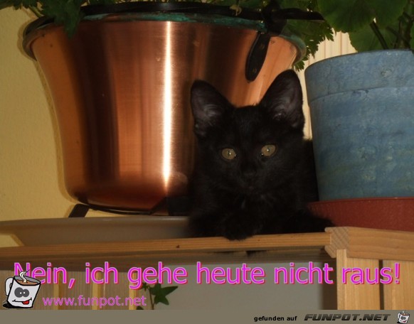 Nein ich gehe heute nicht raus Nein ich gehe heute nicht raus