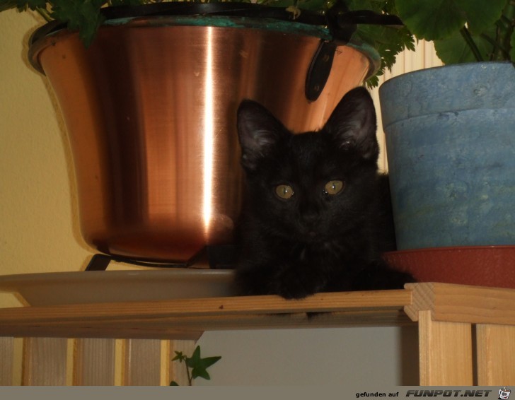 Schwarze Katze Schwarze Katze