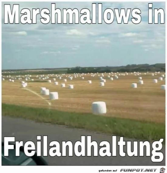 Freilandhaltung