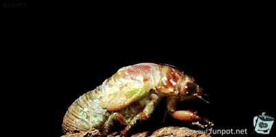 gif Insektenhäutung gif Insektenhäutung