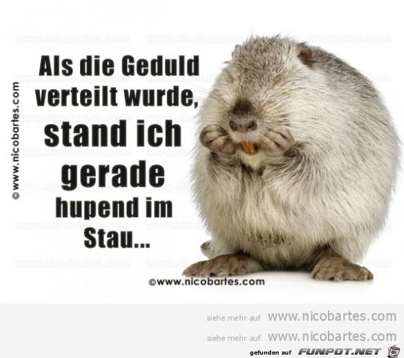 Hupend im Stau Hupend im Stau