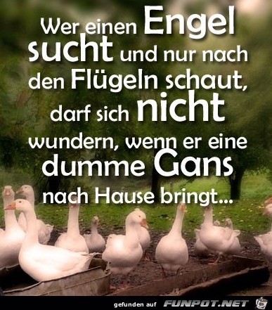 Eine Gans nachhause bringt