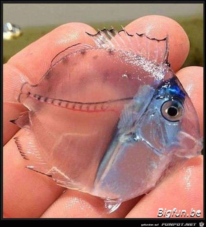 Transparent Transparent