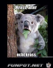 krass krass