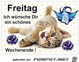 Katze Freitag