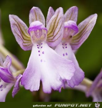 Orchid-von Kreta