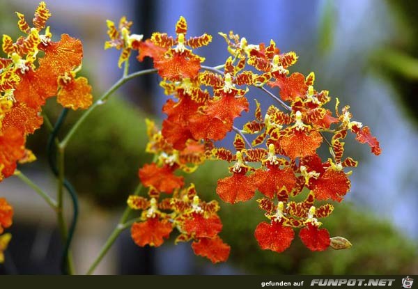 oncidium-groesste-orchideen-art-