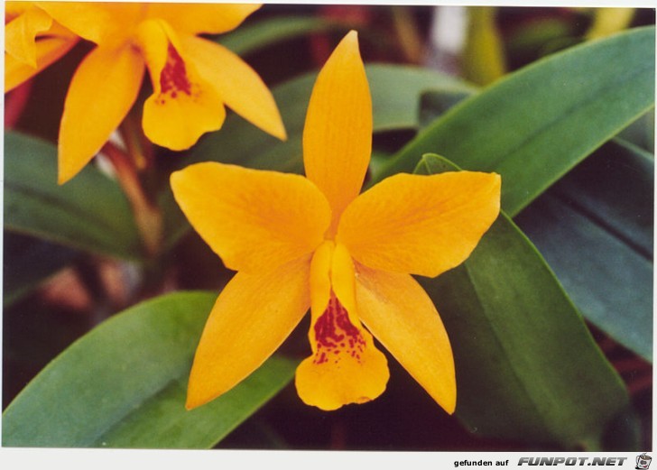 orchids-Laeliocattleya