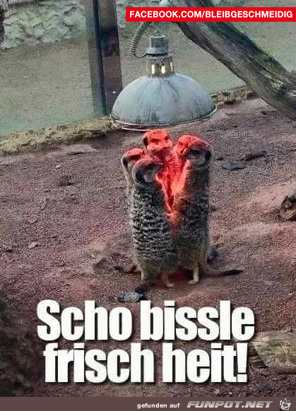 Bissele frisch