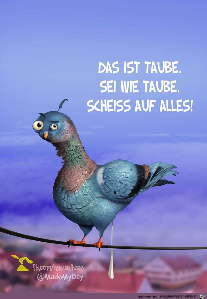 Taube Taube