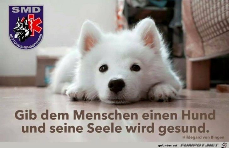 Einen Hund