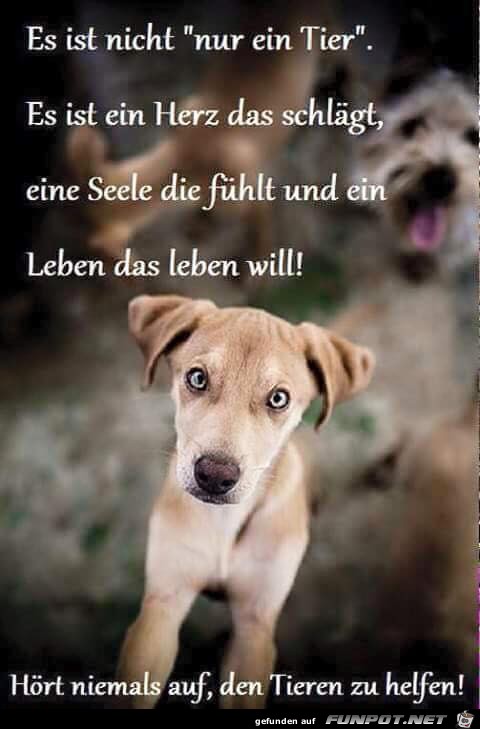 Nur ein Tier Nur ein Tier
