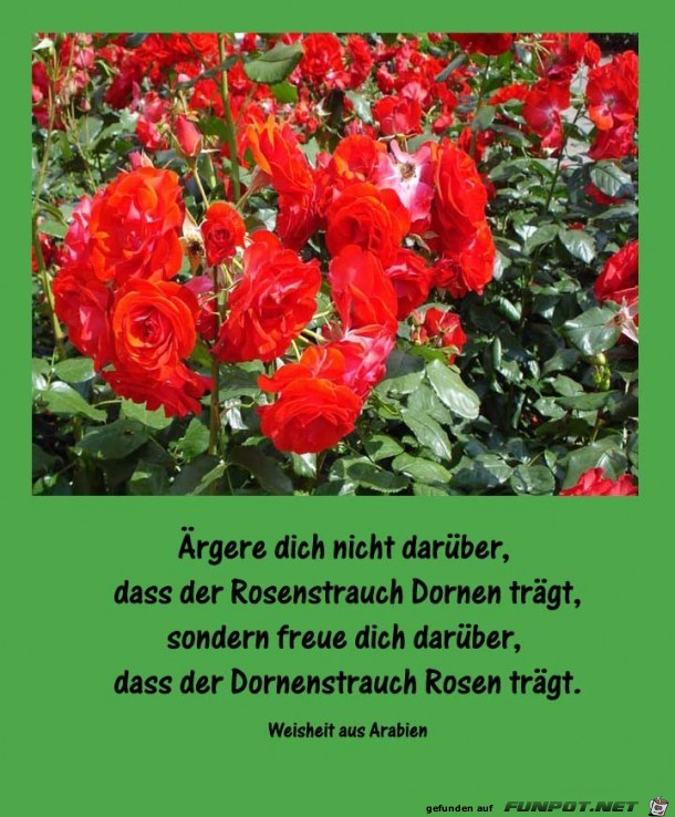 Dornen im Rosenstrauch
