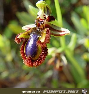 Ophrys speculum