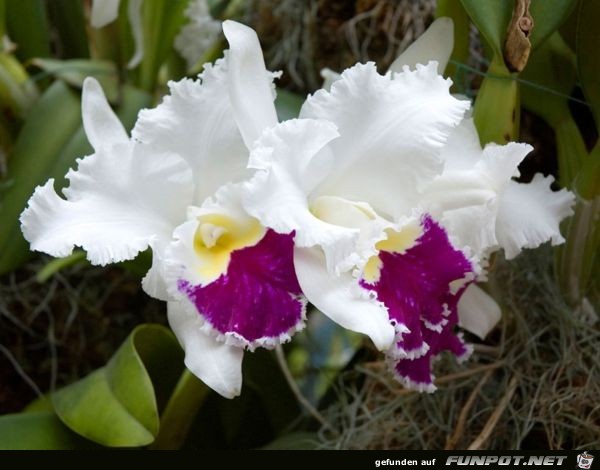 Regenwald-orchidee Sumatra