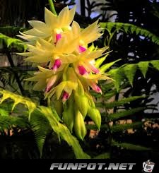 dendrobium