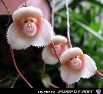 monkey face Orchid