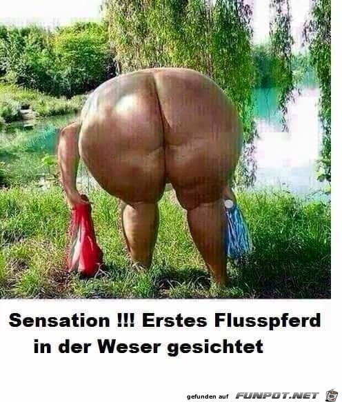 erstes Flusspferd an der Weser gesichtet erstes Flusspferd an der Weser gesichtet