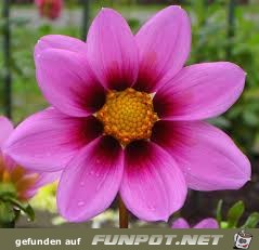 Dahlia purpurea