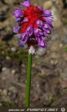 Orchideen-Primel