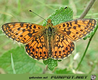 Perlmuttfalter Boloria