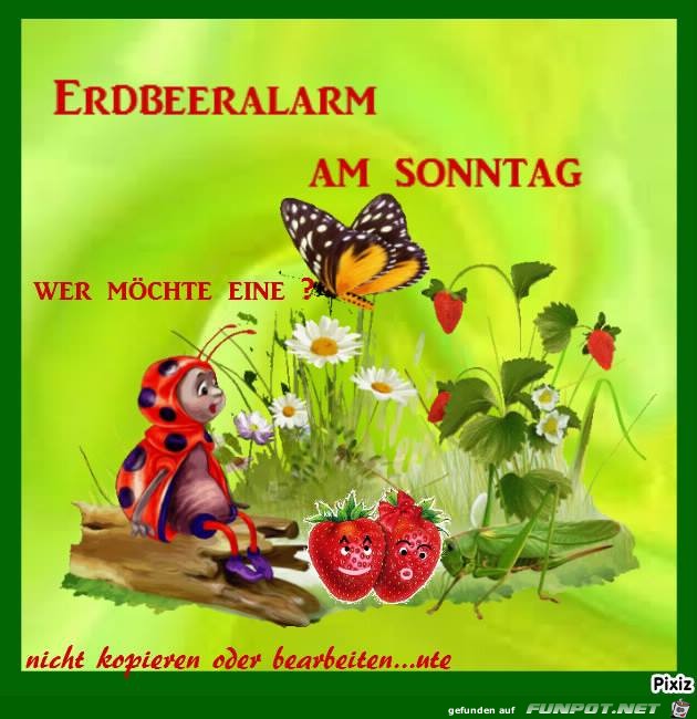 frische Erdbeeren