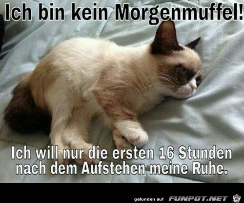 Morgenmuffel