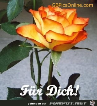 Fr Dich eine Rose