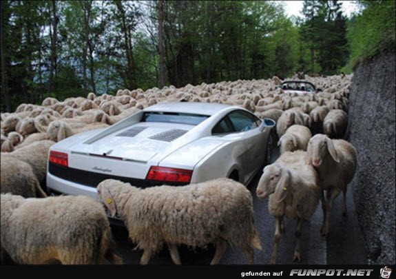 car-inside-sheep-klein