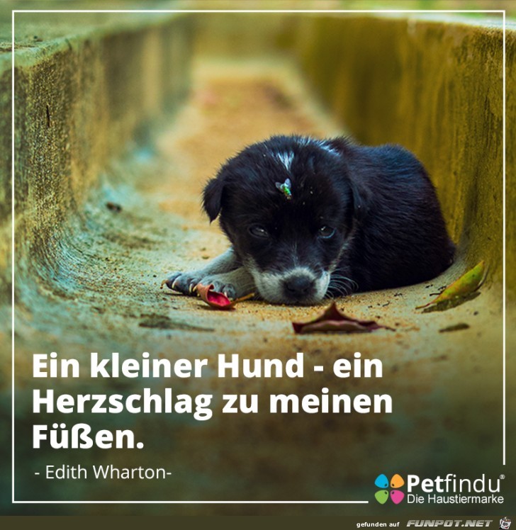 Ein kleiner Hund