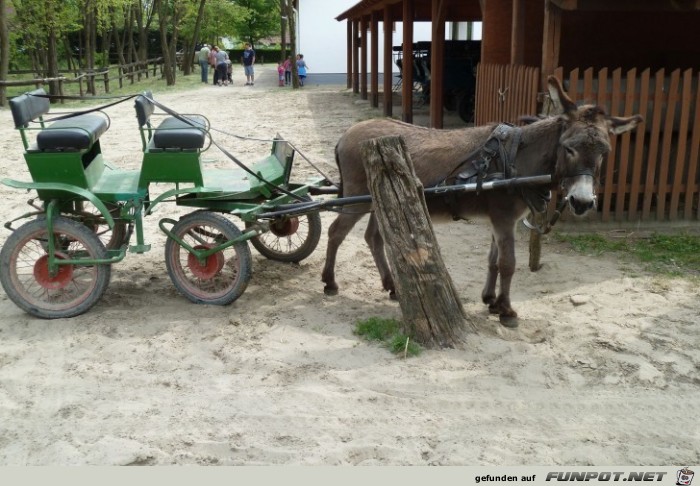 0501-043D Stallbesichtigung