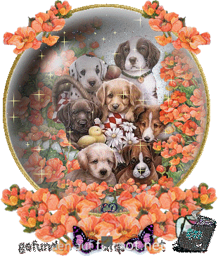 gif Hunde gif Hunde