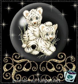 gif weiße Tigerkinder gif weiße Tigerkinder
