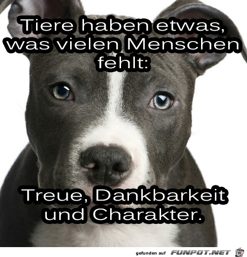 Tiere haben etwas Tiere haben etwas