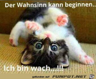 Der Wahnsinn Der Wahnsinn